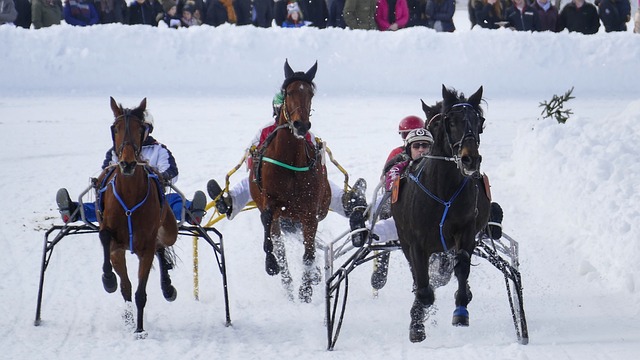 体赛无疑是 体赛无疑是