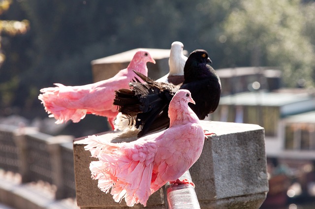 广州恒大的 广州恒大的